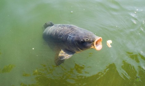 Carp Fishing with Bread – Is it the best bait?