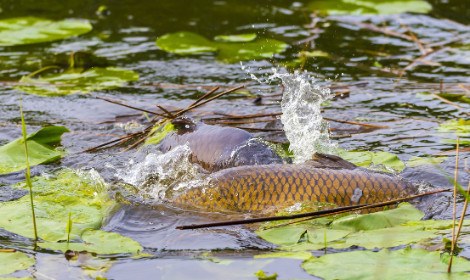 how-to-bow-fish-for-carp-carp-spawning-in-lily-pads