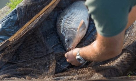 How Long can Carp Survive out of Water - Carp in net on an unhooking mat