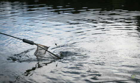 How Long can Carp Survive out of Water - Netting Carp