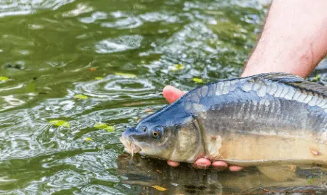 How Long can Carp Survive out of Water - Releasing carp into water