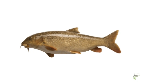 Types of Coarse Fish - Barbel