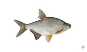 Types of Coarse Fish - Bream