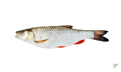 Types of Coarse Fish - Chub