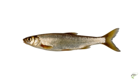 Types of Coarse Fish - Dace