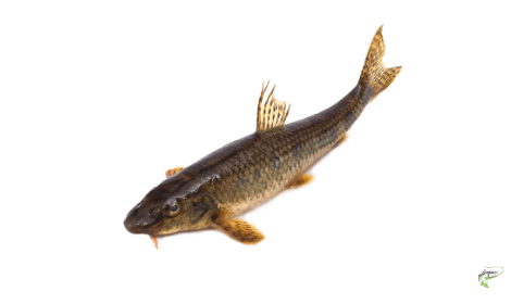 Types of Coarse Fish - Gudgeon