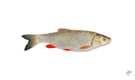 Types of Coarse Fish - Ide