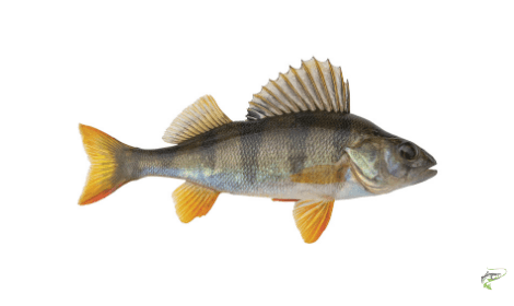 Types of Coarse Fish - Perch