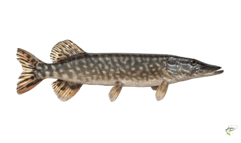 Types of Coarse Fish - Pike