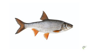Types of Coarse Fish - Roach