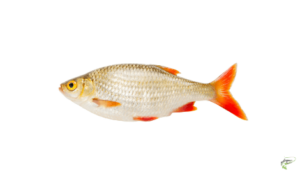 Types of Coarse Fish - Rudd
