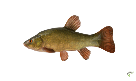 Types of Coarse Fish - Tench
