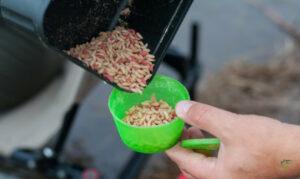 what is course fishing-man-holding-handful-of-driller-carp-pellets-maggots-in-bait-box