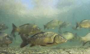 types-of-coarse-fish-mirror-carp-and-common-carp-swimming-underwater