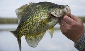 types-of-panfish-black-crappie-in-anglers-hands