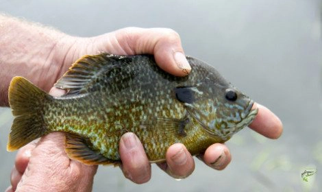 types-of-panfish-bluegill-in-anglers-hands