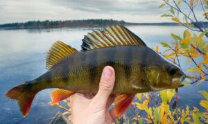 types-of-panfish-yellow-perch-in-anglers-hands