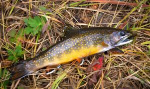 types-of-trout-brook-trout