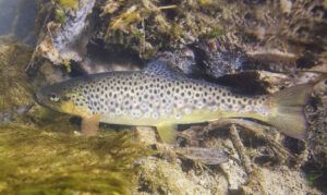 types-of-trout-brown-trout-underwater