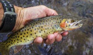 types-of-trout-cutthroat-trout-in-anglers-hands