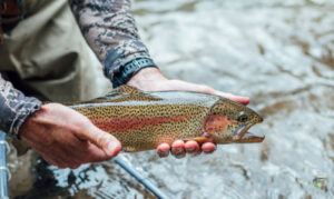 types-of-trout-rainbow-trout-in-anglers-hands