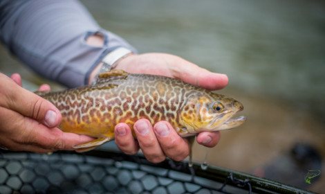 types-of-trout-tiger-trout-in-anglers-hands