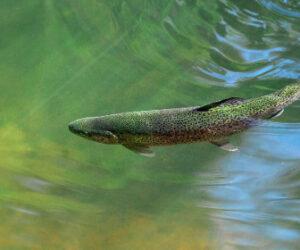 Types of Trout – Explained