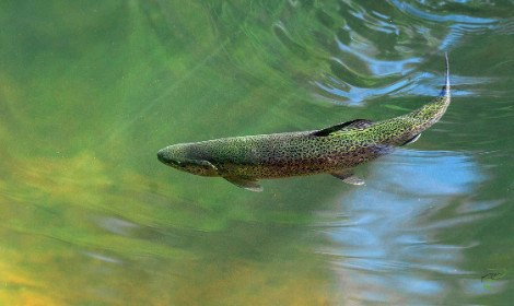 types-of-trout-trout-underwater-from-above
