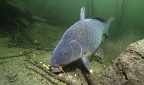 carp-spawning-carp-feeding-on-bottom