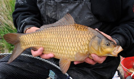 F1 Carp – How to Identify and Catch Them?