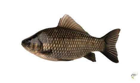 what-does-a-carp-look-like-crucian-carp