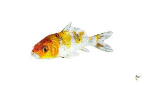 what-does-a-carp-look-like-koi-carp