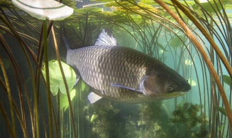 grass-carp-vs-common-carp-grass-carp-swimming