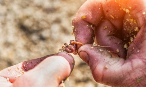 do-carp-eat-worms-angler-putting-worms-on-hook