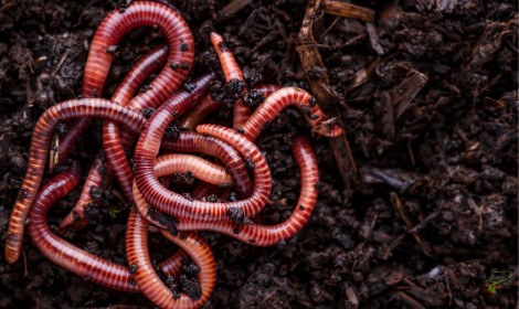 do-carp-eat-worms-worms-in-soil