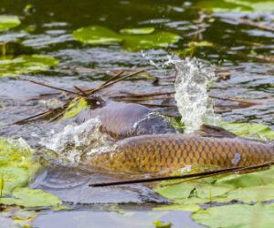 Do Carp Feed When Spawning? – Find Out Here