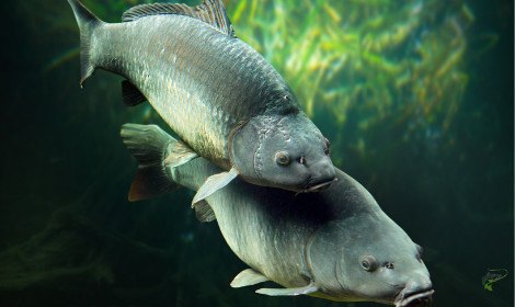 do-carp-feed-when-spawning-carp-spawning-underwater