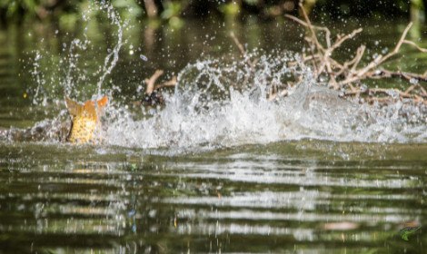 do-carp-feed-when-spawning-carp-splashing-in-shallows