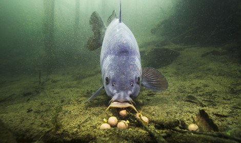 do koi carp eat other fish