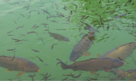 Do Carp Eat Other Fish? – Full Explanation