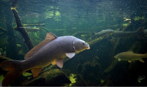 When Are Carp Most Active? – Full Explanation