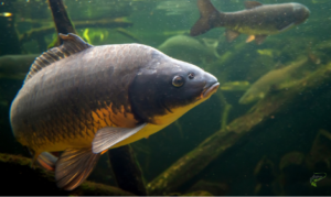 When do carp stop feeding in winter - Close up of carp underwater