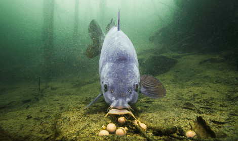 Is September a Good Month for Carp Fishing - Carp Feeding Underwater -min