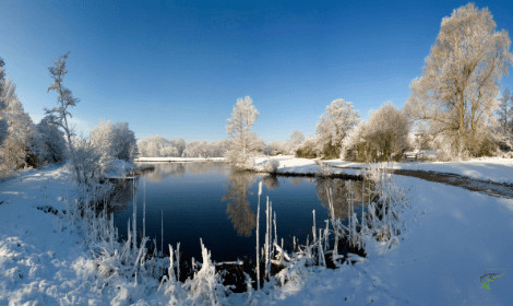 Where do carp go in winter - Winter Carp Fishing Pond