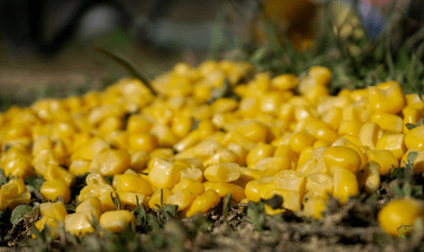 Why Do Carp Like Corn - Sweetcorn on grass