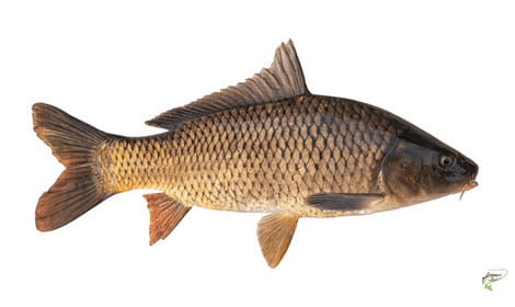 Common Carp - Common Carp on White Background