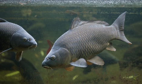 Common Carp - Two Common Carp Swimming Underwater