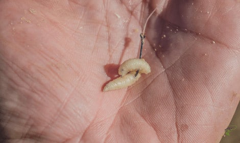 How to put maggots on a hook - Side hooked Maggot