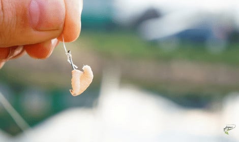 How to put maggots on a hook - Two maggots on fishing hook