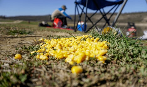 How to put sweetcorn on a hook - Sweetcorn on grass with angler in background